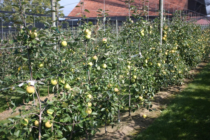 Lubera Mela Bionda Bella