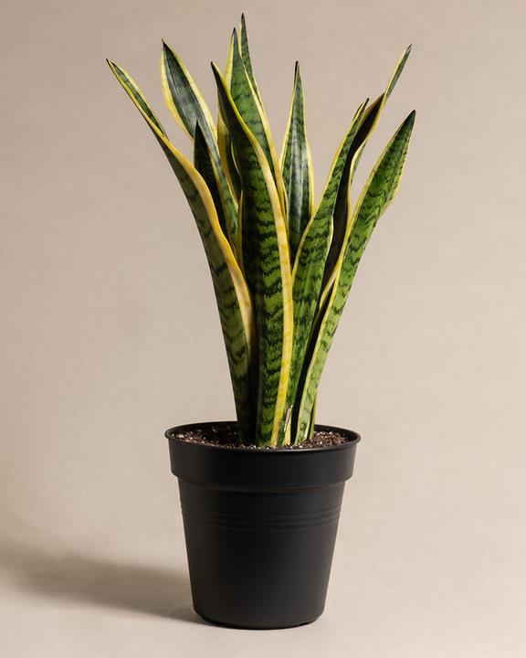 Immagine prodotto feey Grosse Schwiegermutterzunge (60 cm, Appena rinvasata)