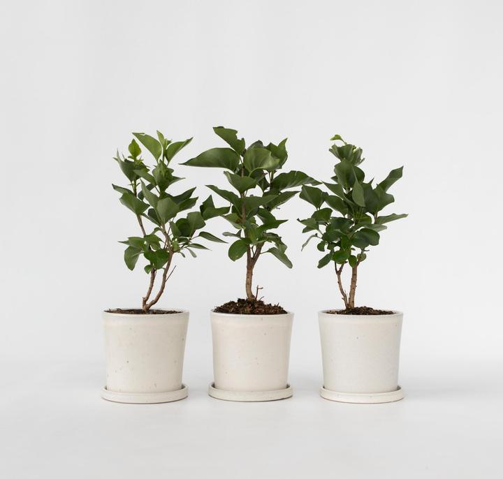 Produktbild Plant in a Box Syringa vulgaris 'Ludwig Spath', 'Michel Buchner', 'Mme Lemoine' - 6er Set Gartenpflanzen (25 cm)