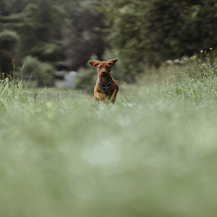 Productafbeelding Hunter Divo servies (L, Hond, Algemeen)