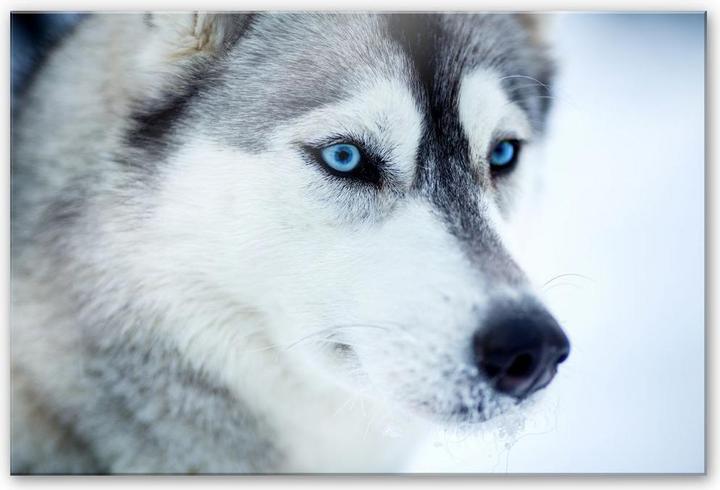 Actual product image Trenddeko Ice blue eyes (60 x 40 cm)