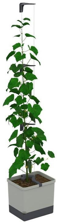 Image du produit Gusta Garden CURT CUCUMBER Gurkentopf Grau (28.70 cm, 33.50 cm)