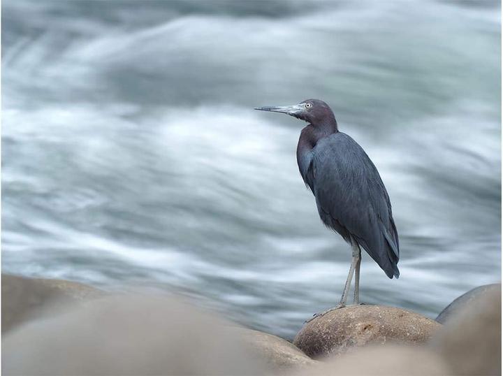 Actual product image Olympus MC-20 M.Zuiko Digital 2x (Teleconverter, Micro Four Thirds)