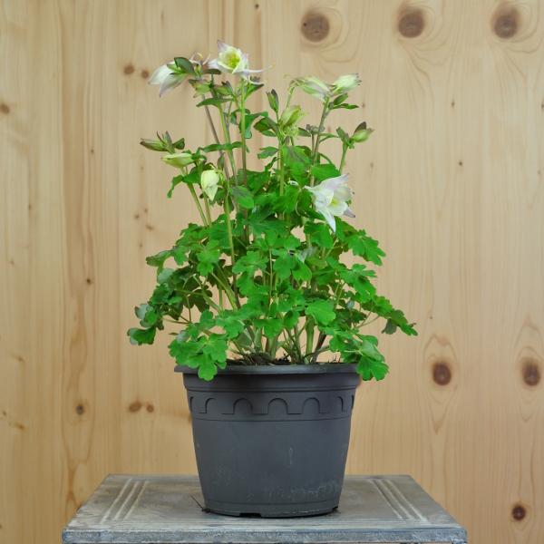 Produktbild Säntispracht 2 er Set, Gemeine Akelei, die alljährliche Frühlingsfreude  - Aquilegia vulgaris White (50 cm)