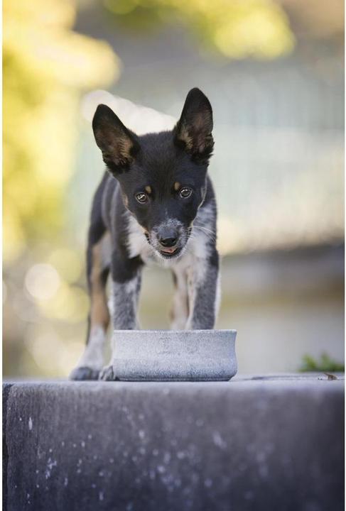 Image du produit Laboni Rocky Jr. (150 cl)