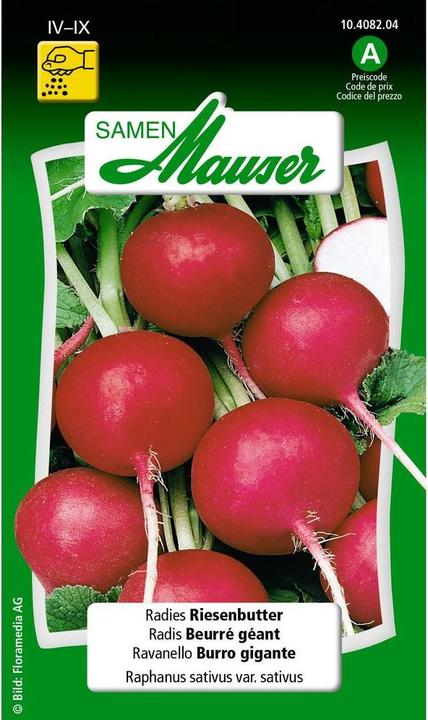 Image du produit Samen Mauser Beurre géant Radishes (Graines de légumes)