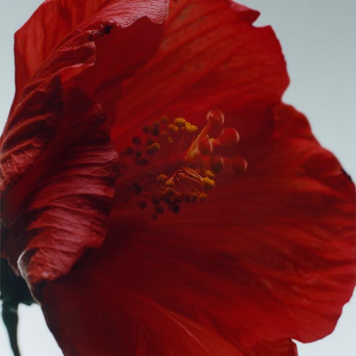 Immagine prodotto Jo Malone Red Hibiscus Intense (Eau de cologne, 100 ml)