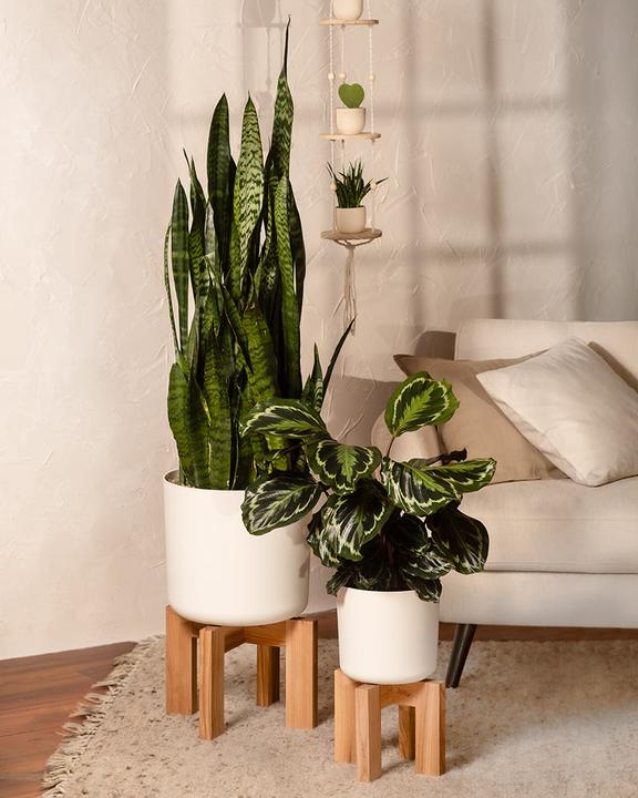 Image du produit feey Calathea Roseopicta (50 cm, Fraîchement rempotés, Respectueux des animaux)