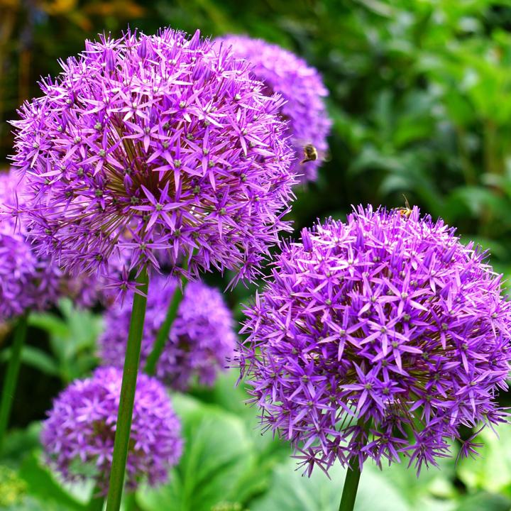 Produktbild Plant in a Box Allium 'Purple, 'White' - Alliumzwiebeln (10 cm)