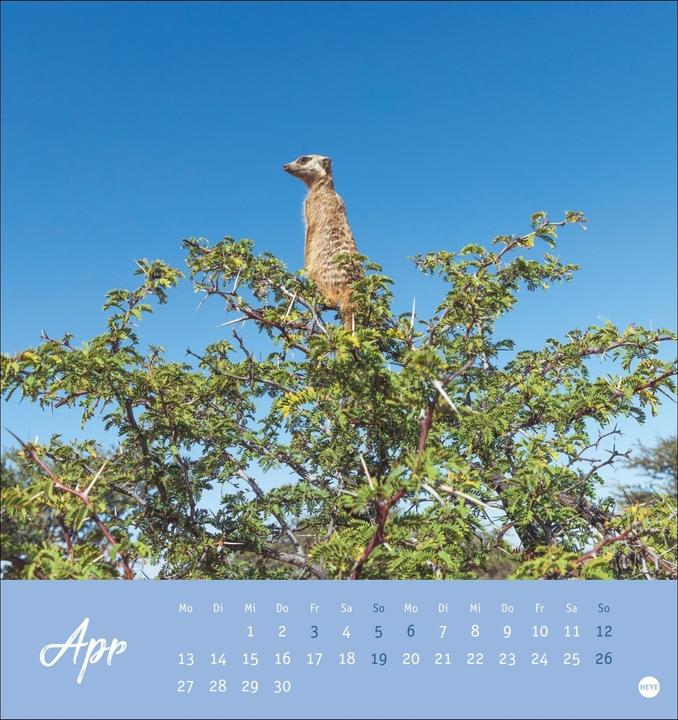 Produktbild Erdmännchen Postkartenkalender 2026