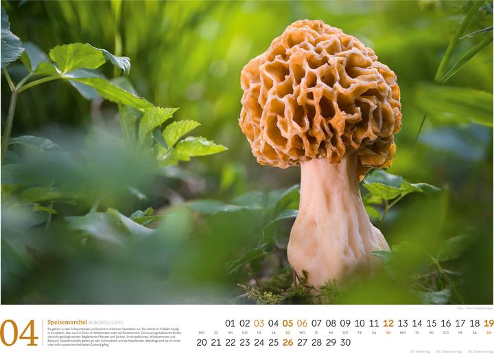 Actual product image Pilze Kalender 2026