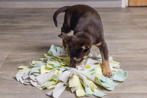 Actual product image Beeztees Sniffy (Puppy Toy)