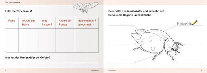Produktbild Ich kenne Insekten und Spinnen - Schülerarbeitsheft für die 2. bis 4. Klasse (Deutsch, Katrin Langhans, 2012)