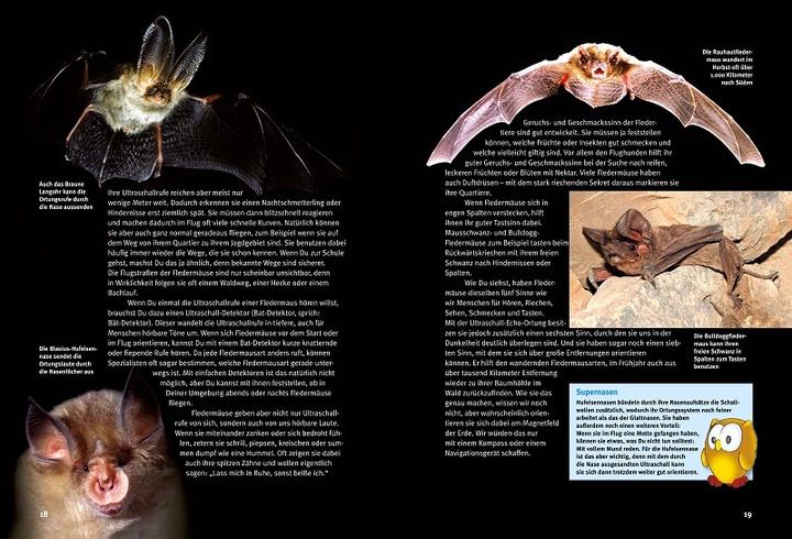 Actual product image Discover the bats (German, Eckhard Grimmberger, 2022)