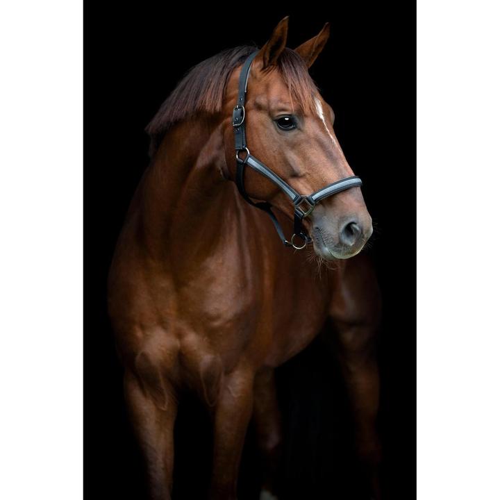 Immagine prodotto Horse Guard Virna