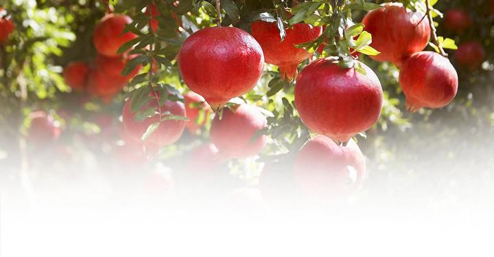 Produktbild Weleda Granatapfel (Roll-on, 50 ml)