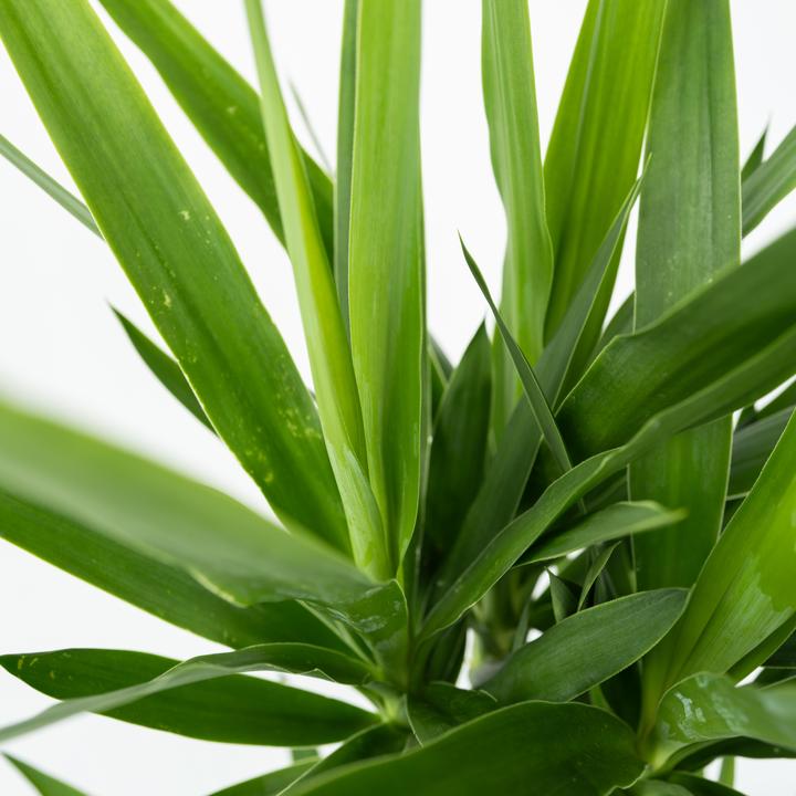 Image du produit Plant in a Box Yucca Elephantipes - Palmlelie (70 cm)