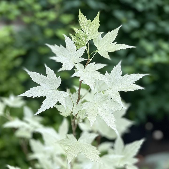 Immagine prodotto Plant in a Box Acer palmatum 'Ukigumo' - Set di 2 aceri giapponesi (50 cm)