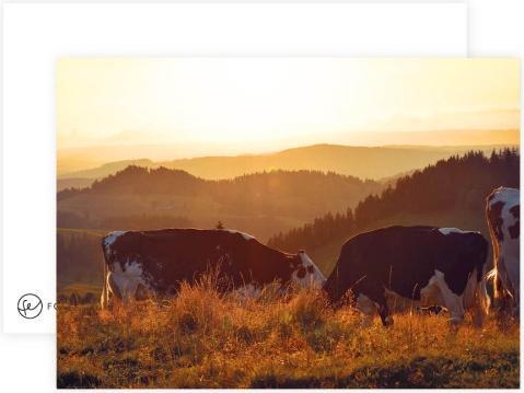 Fotoeigenart Postkarte Kühe bei Sonnenuntergang