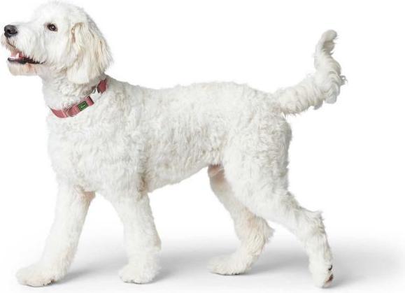 Produktbild Hunter Halsband Inari Alu-Strong, M, Pastellrot (M, Hund, Hundesport)
