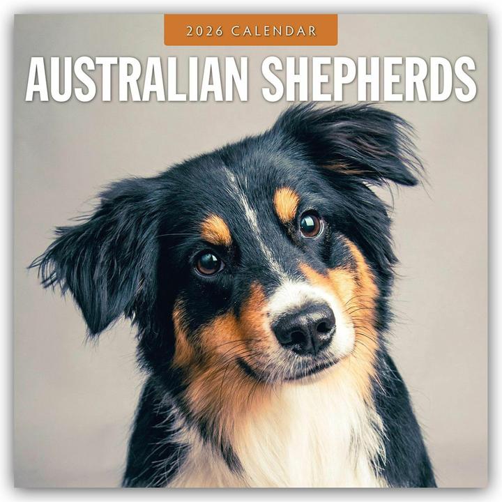 Produktbild Australian Shepherds 2026 Square Wall Calendar (30,5 x 30,5 cm)