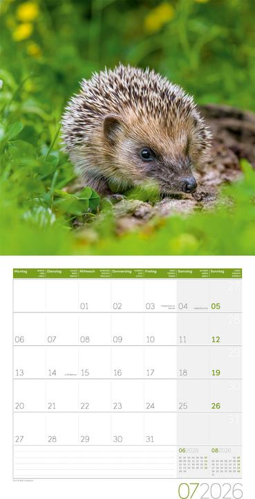 Produktbild Igel Kalender 2026 - 30x30