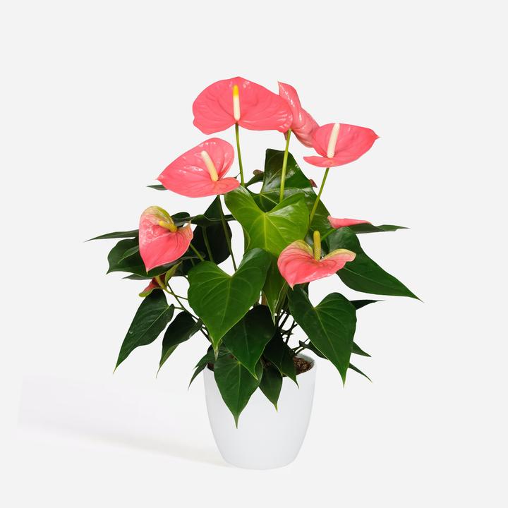 Produktbild Plant in a Box Anthurium 'Colorado Pink" - (40 cm)