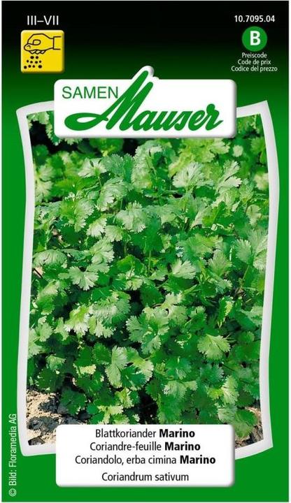Samen Mauser Blattkoriander Marino (Kräutersamen)