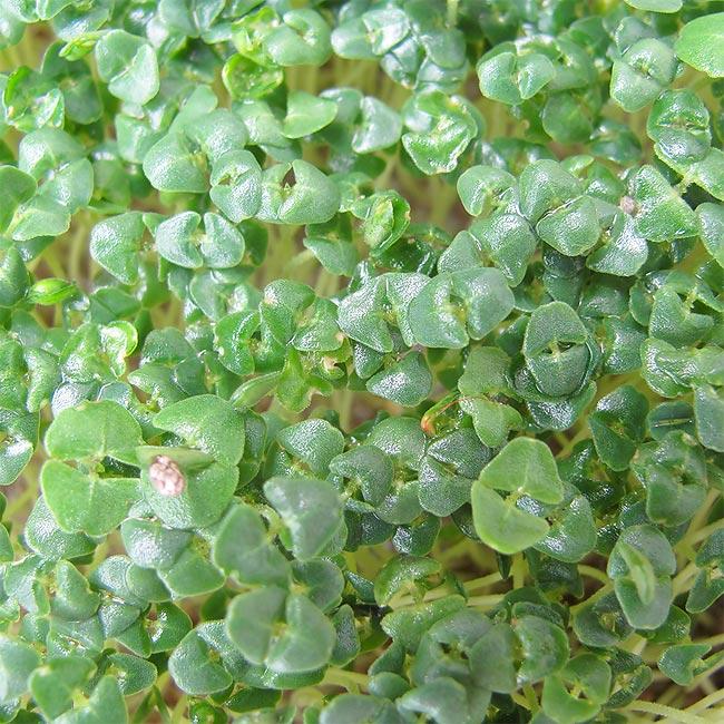 Image du produit Eschenfelder Chia Bio-Keimsaat (Germes)