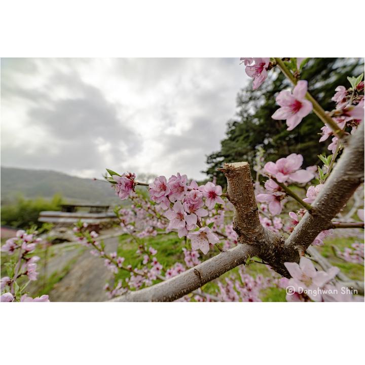 Actual product image Samyang MF 2.8/14 MK2 Sony E-Mount (Sony E, full size)