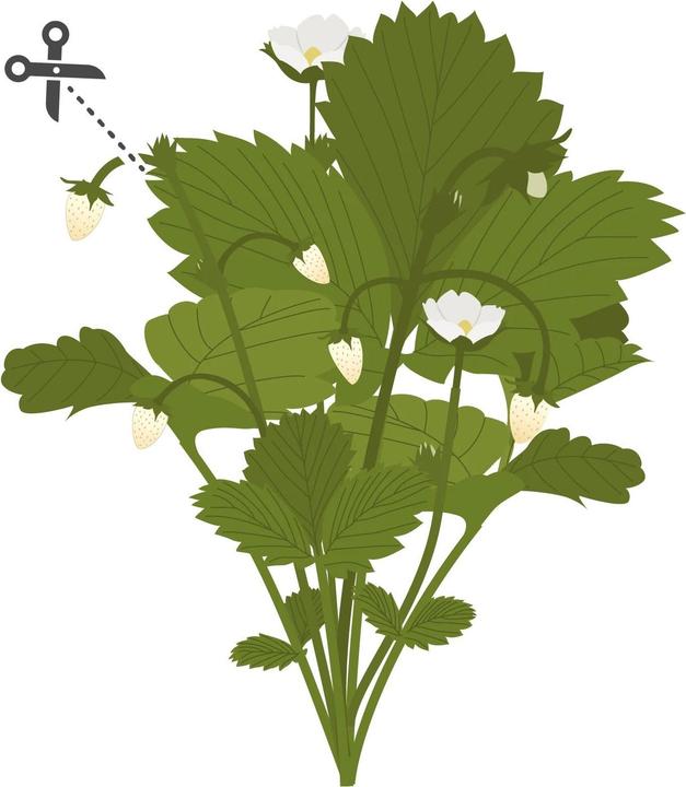 Produktbild Véritable Lingot weisse Waldbeeren BIO (Früchtesamen)