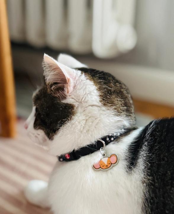 Image du produit Zolux Obroża dla kota z zawieszką w kształcie myszy CHATOUILLE czarna (Chat, Promenade)