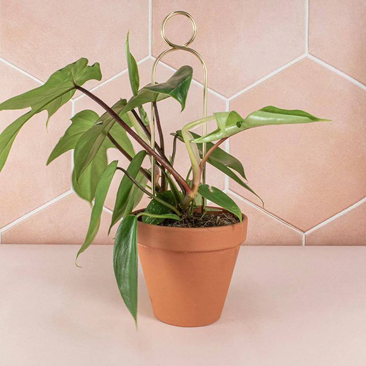 Produktbild Botanopia Rankhilfe Pompom Gold (1.50 cm)
