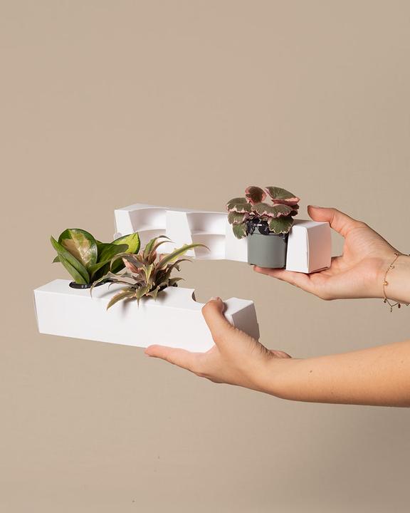 Actual product image feey Babypflanzen fürs Badezimmer (6er Set) (5 cm)