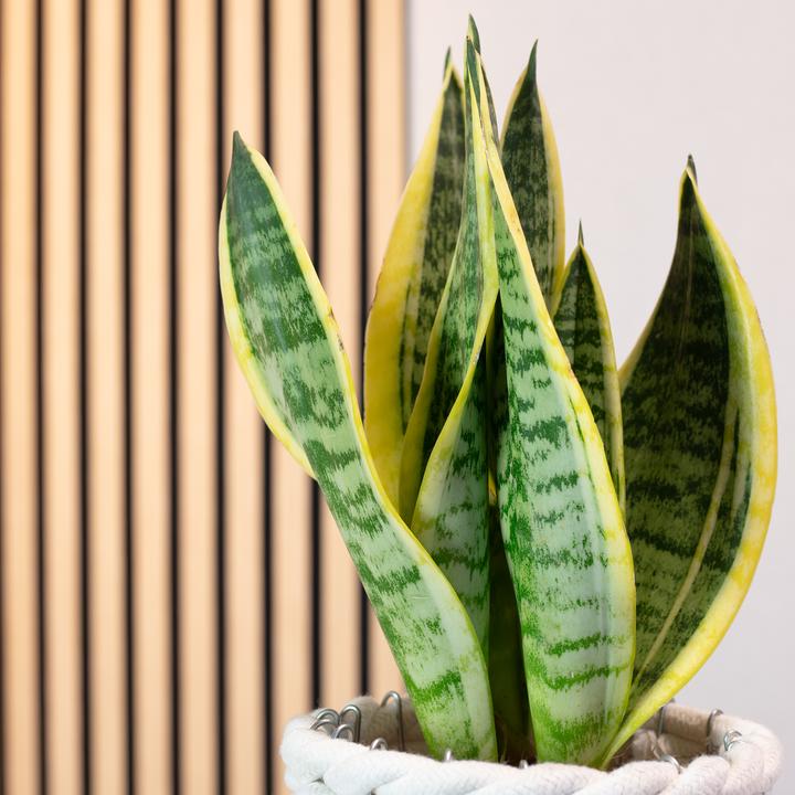 Produktbild Flowerbox Bogenhanf - Sansevieria trifasciata Superba (30 cm)