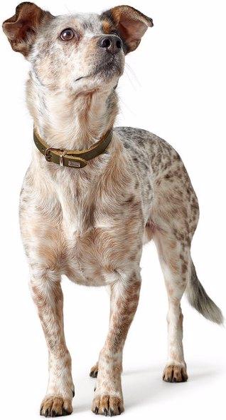 Produktbild Hunter Halsband Aalborg (28, 29, 30, 31, 32, 33, Hund, Hundesport)