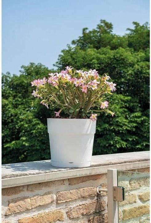 Actual product image Deroma Save R (48 cm)