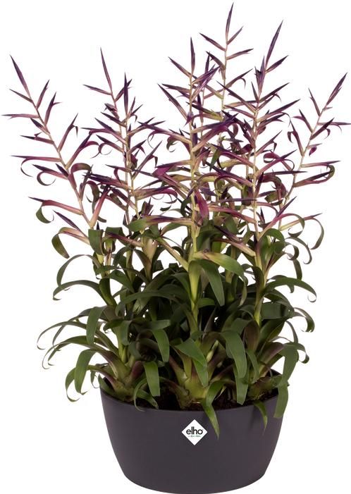 Actual product image Elho Brussels Bowl (22.90 cm)