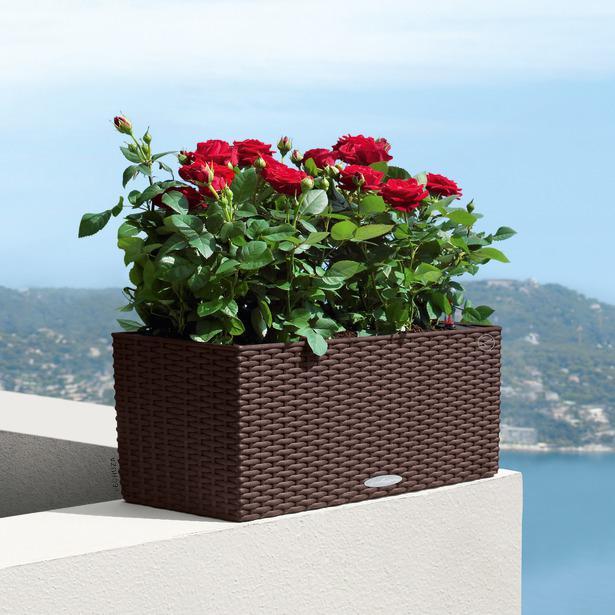 Actual product image Lechuza Balconera Cottage (19 cm)