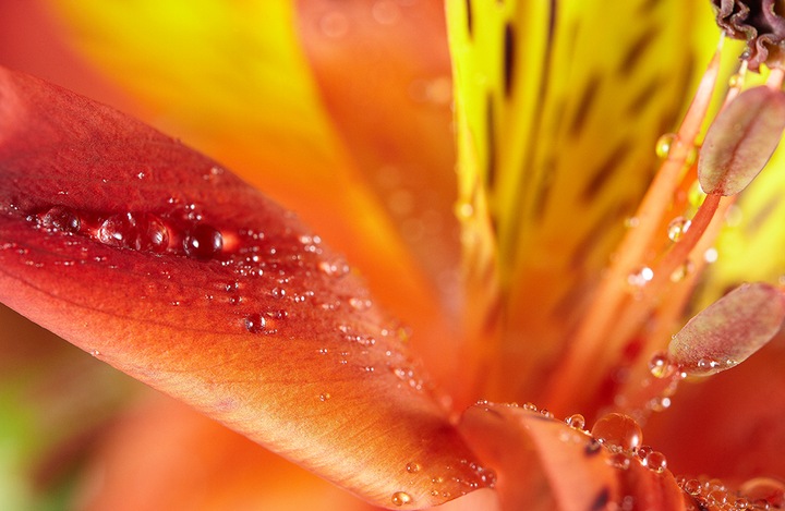 Produktbild Samyang 100mm f/2.8 ED UMC Makro - Fujifilm XF (Fujifilm X, Vollformat)
