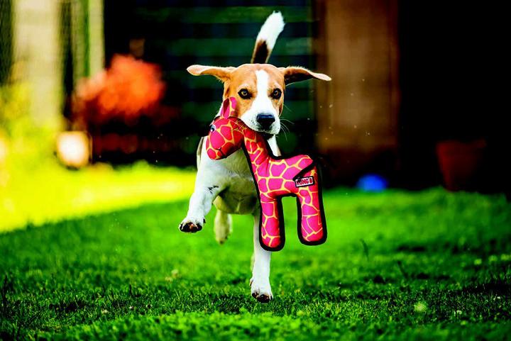 Produktbild KONG Ballistic Giraffe (Plüschspielzeug Hund)
