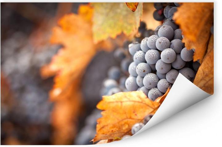 Produktbild Trenddeko Wein im Herbst (60 x 40 cm)
