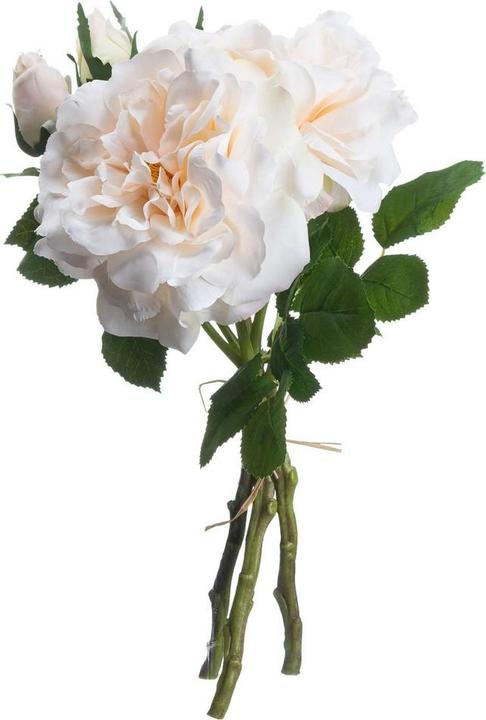 Cream colour, Peach
