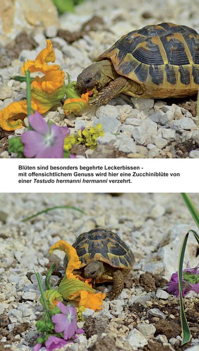 Produktbild Landschildkröten-Futterpflanzen (Deutsch, Ricarda Schramm, 2017)