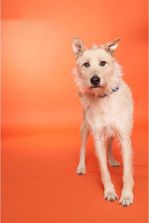 Produktbild Savage Hintergrund 1.35 x 11 m Orange (135 cm)