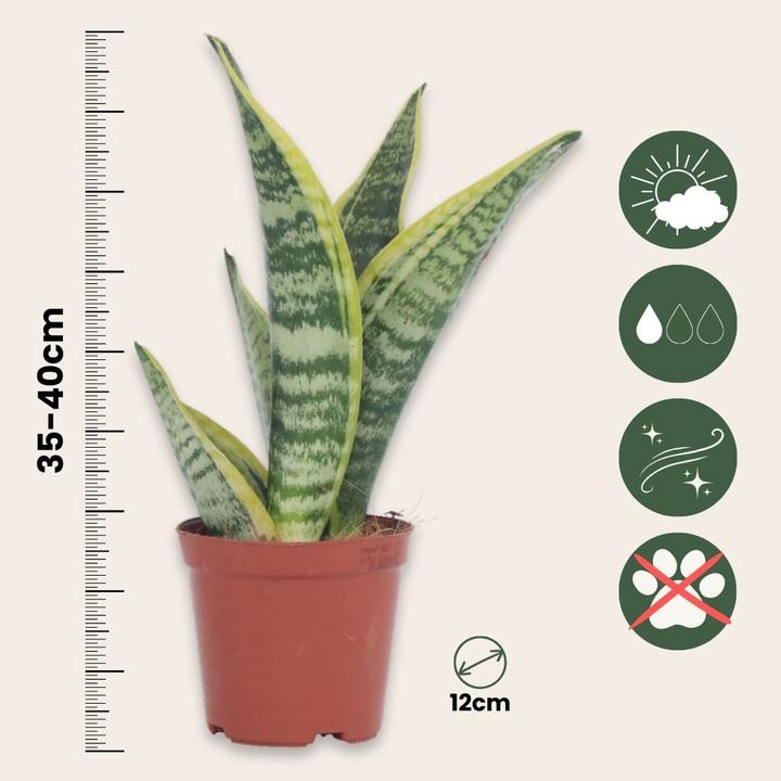 Actual product image Plant in a Box Sansevieria trifasciata 'Futura Superba' - Bow hemp (35 cm)