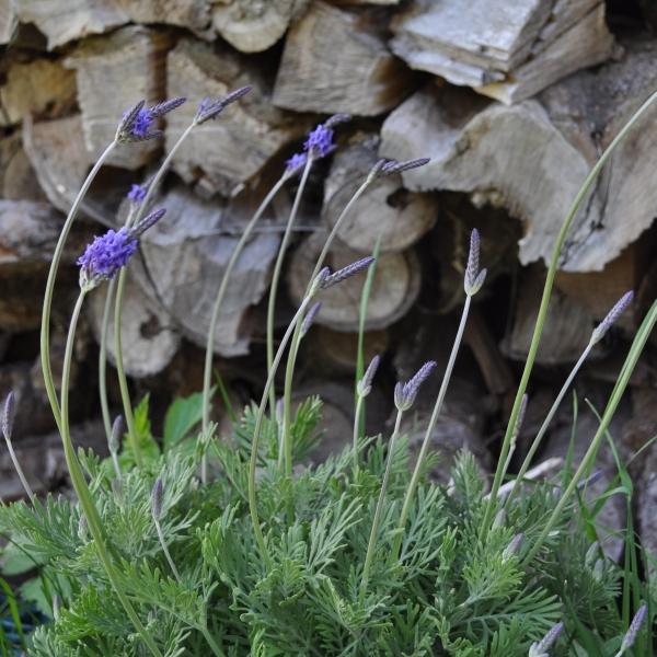 Produktbild Säntispracht Der kanarische Schmetterlings-Lavendel - Lavendula 'pinnata' (80 cm)