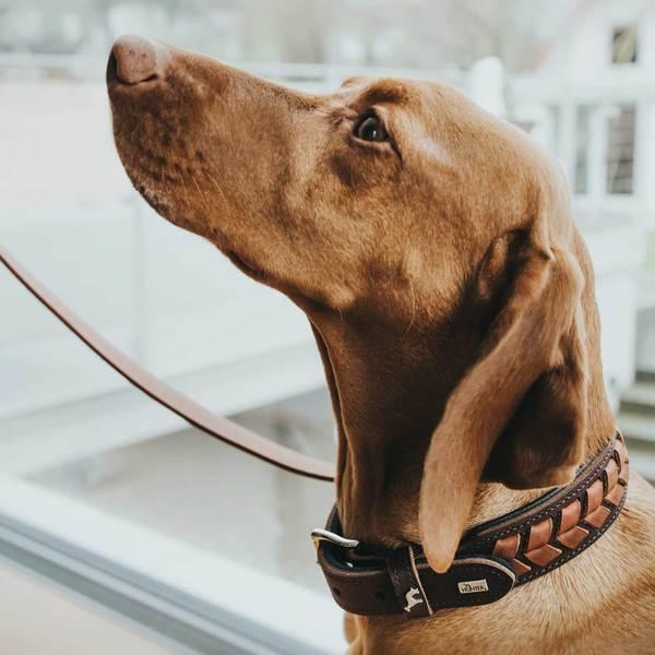 Actual product image Hunter Collar El Paso (S, M, Dog, Dog sport)
