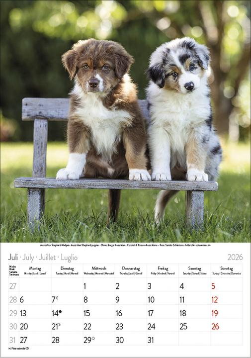 Image du produit Hunde 2026 (23,5 x 3 cm)