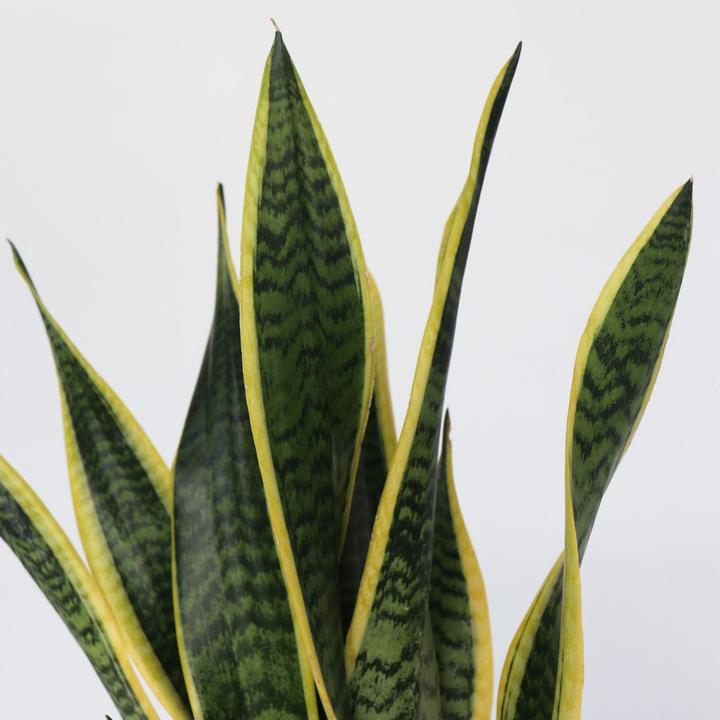 Produktbild Plant in a Box Sansevieria trifasciata Laurentii - Bogenhanf (60 cm)